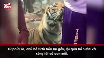 Màn vồ hụt mồi ngon của chúa sơn lâm gây tranh cãi trái chiều trong CĐM