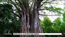 La majesté des arbres de Nuku Hiva