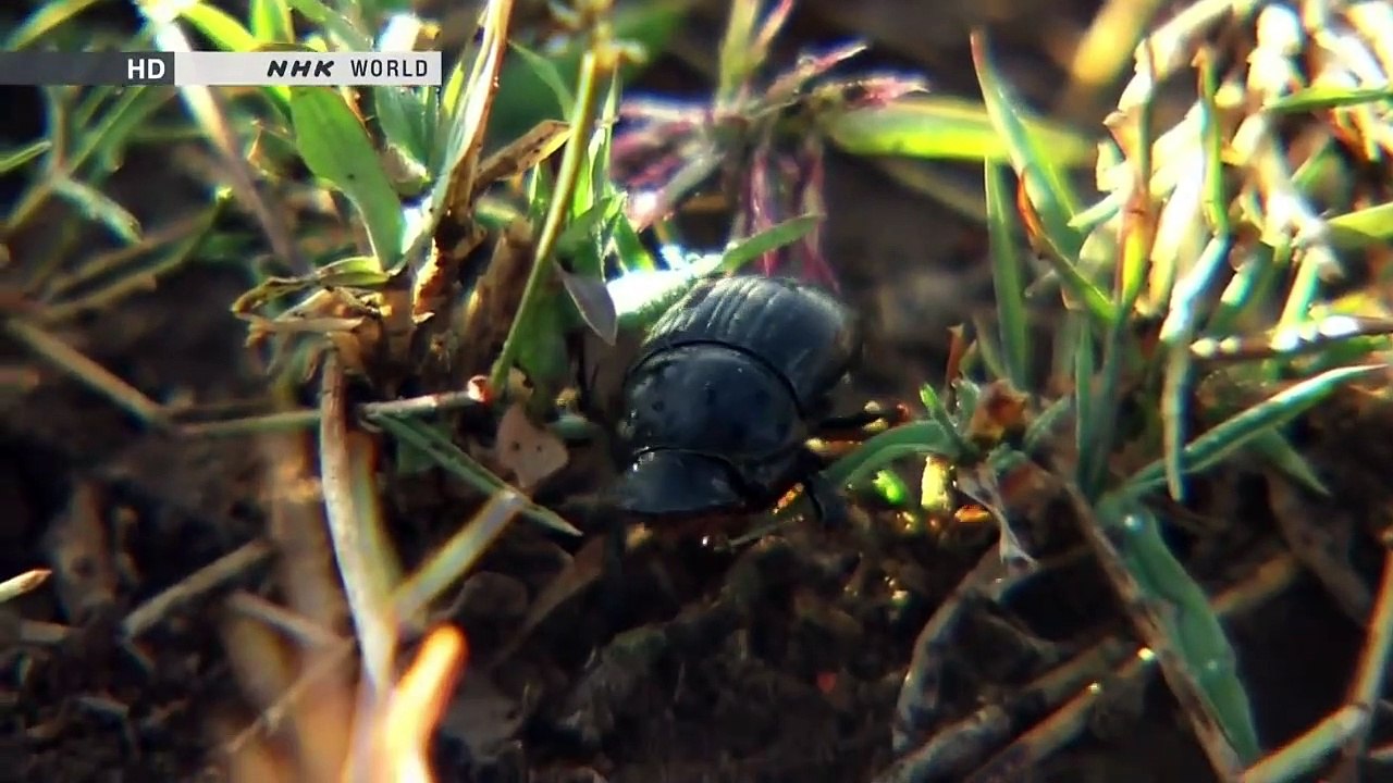 [Thế Giới Động Vật] Săn Mồi Trên Thảo Nguyên - Những Loài Chim Chọn Cách Không Bay