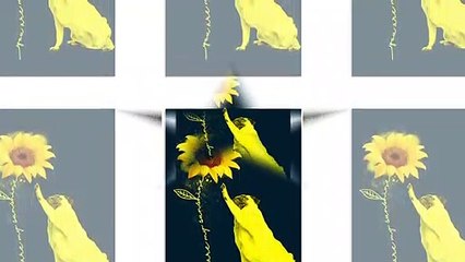 Pug sunflower you’re my sunshine Poster
