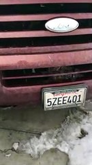 Owl Survives Impact with SUV