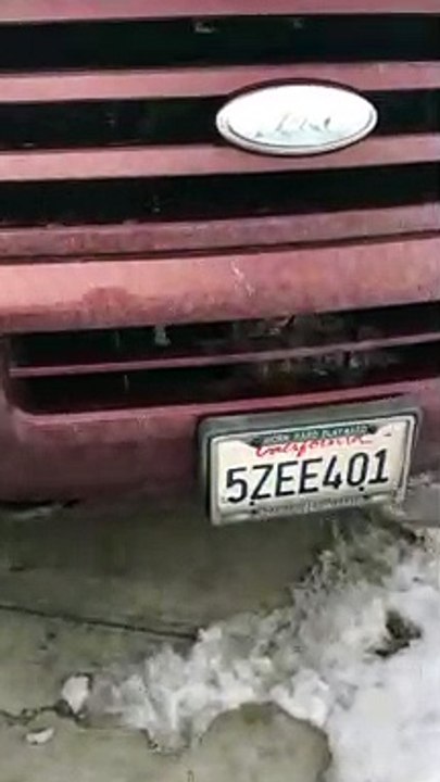 Owl Survives Impact with SUV