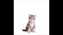 Ce Time-Lapse fascinant fait grandir un Maine Coon de chaton à adulte en 20 secondes