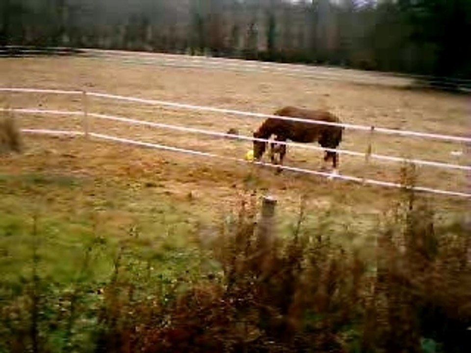 mon cheval qui joue !!!! j'adore !!!!!!