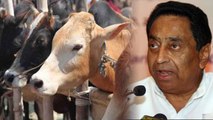 Lok Sabha Election 2019 : Kamal Nath Govt. खोलेंगे 4 Months में 1000 Cow Shelters | वनइंडिया हिंदी