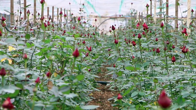 Gül üreticileri Sevgililer Günü'ne hazırlanıyor - İZMİR