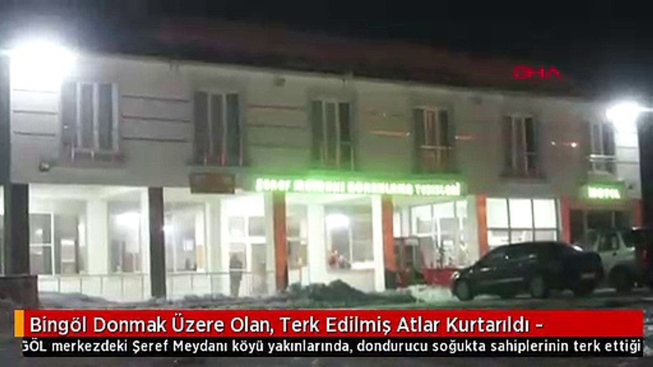 Bingöl Donmak Üzere Olan, Terk Edilmiş Atlar Kurtarıldı -