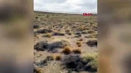 Kafası süt kutusuna sıkışan bebek tilkiyi kamyoncu kurtardı