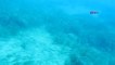Antalya Körfezi'ndeki Balıkların Yerini İşgalci Kızıldeniz Türleri Alıyor