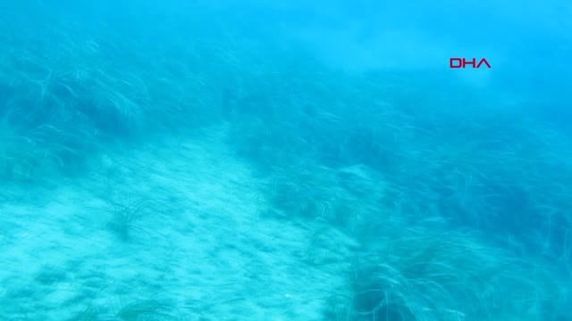 Antalya Körfezi'ndeki Balıkların Yerini İşgalci Kızıldeniz Türleri Alıyor