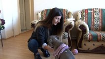 Çöp kenarında bulduğu köpeği okul harçlıklarıyla hayata bağladı