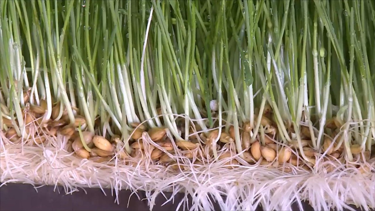 تقنية جديدة للزراعة دون تربة بالأردن