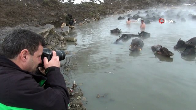 Mandaların dondurucu soğukta kaplıca keyfi