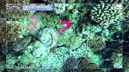 워터보이 강남, 특大형 오키나와 소라! 강남 첫 물질 하는거 맞아?! (지니어스)