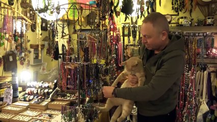 Papyonlu kedi 'Behlül' dükkanın maskotu oldu - EDİRNE