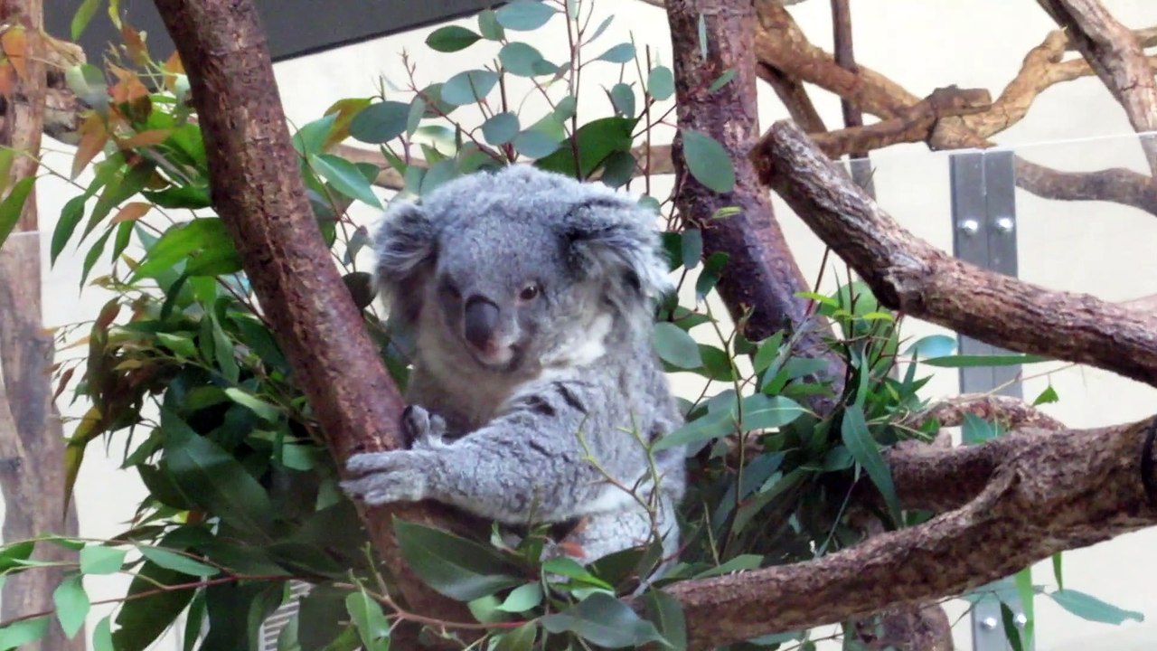 The Koala