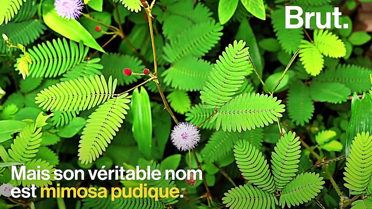 La sensitive, une plante aux mécanismes de défense surprenants - Vidéo ...