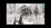 En Roumanie, les arbres enveloppés dans la glace sont féeriques