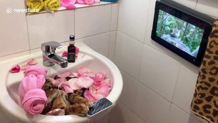 Relaxed to the max! Bengal cat enjoys spa day in a bathroom sink