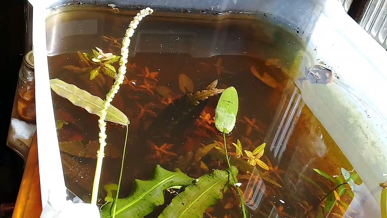Mosca polinização  flor da planta aquática  aponogeton