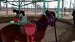 Carousel with real horses in Chinese zoo angers visitors