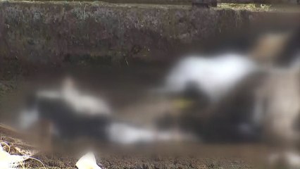 구제역 '경계' 단계로 격상...확산 방지에 총력 / YTN