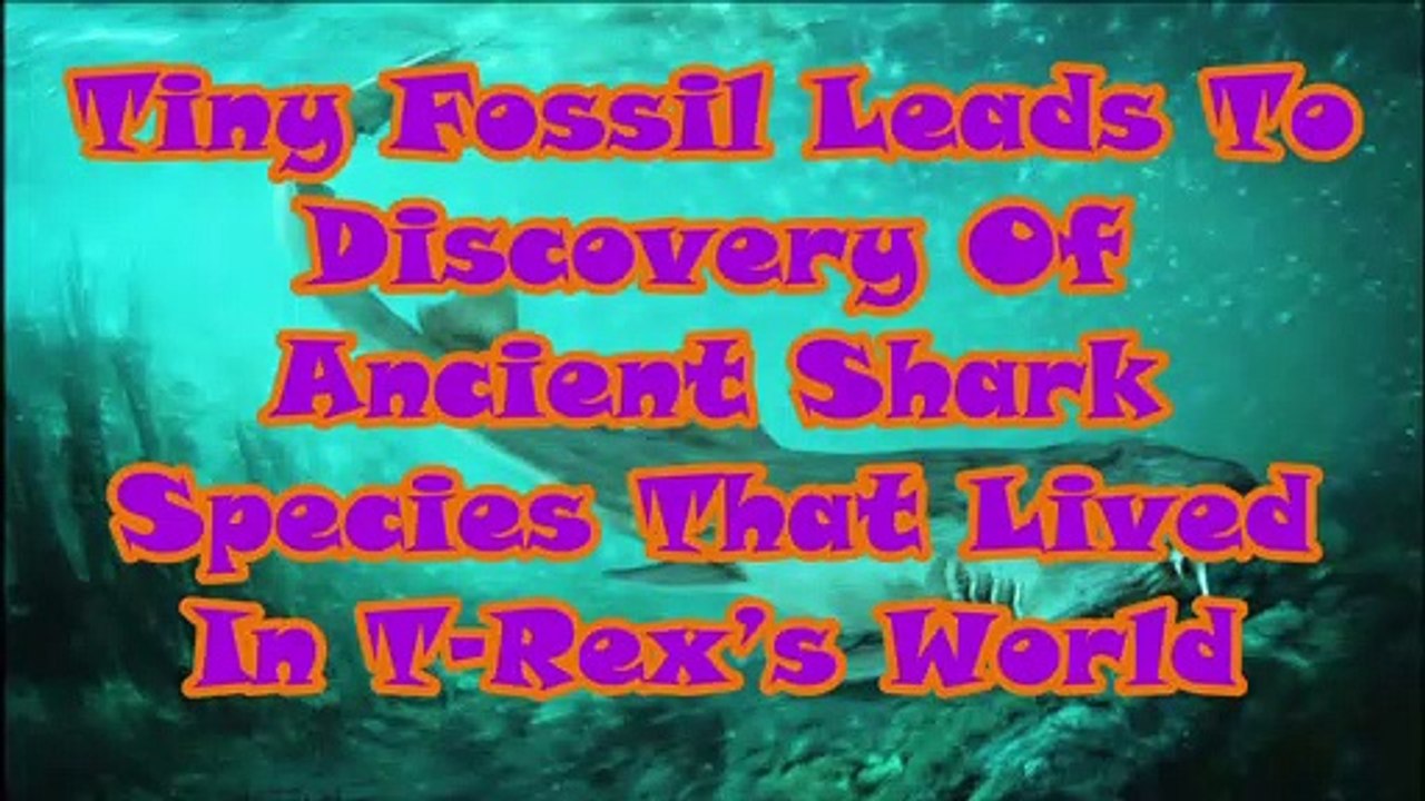 Tiny Fossil Leads To Discovery Of Ancient Shark Species That Lived In T-Rex’s World