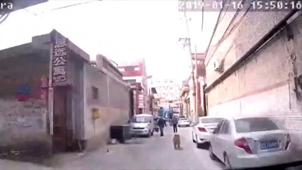 Un chien guide une ambulance jusqu’à son maitre qui venait de faire un malaise !