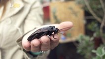 Have an Ex? Celebrate Your Break-Up by Naming a Cockroach After Them