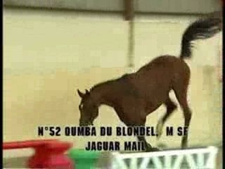 Qumba stallion for sale by jaguar mail