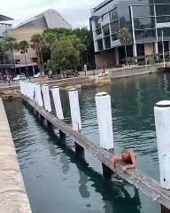 Frontflip de précision sur un poteau d'amarrage (Sydney)