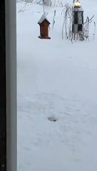 Cet écureuil sort sa tête d'un trou dans la neige !