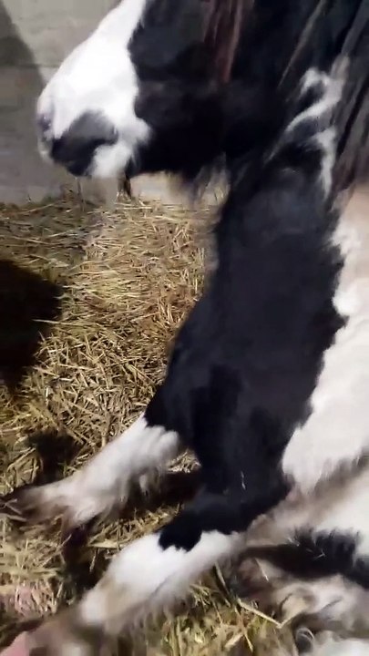 Assis comme un chien ce cheval est fier !