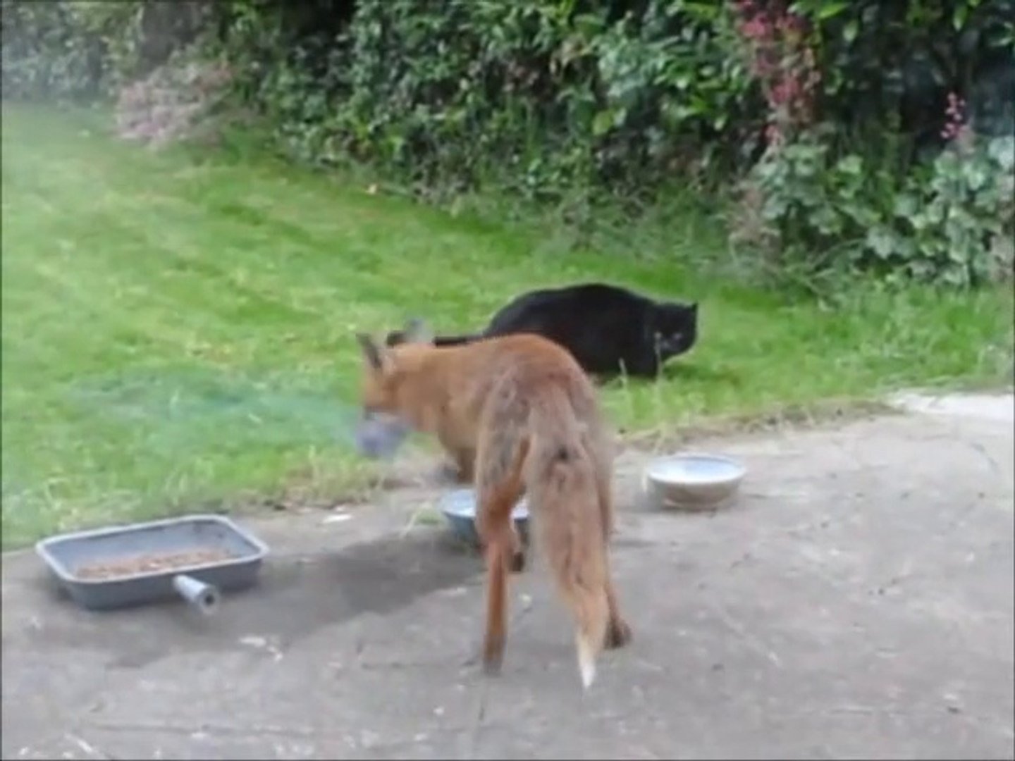 Chat Vs Renard Qui Est Le Plus Fort Video Dailymotion