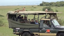 Quand des guépards grimpent sur le 4X4 de touristes... Experience incroyable au Kenya