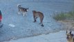 Des chiens courageux se défendent contre un puma