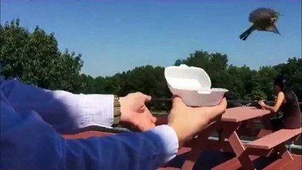 Il libère un oiseau mais ça ne va pas se passer comme prévu... Durée de vie  3 sec