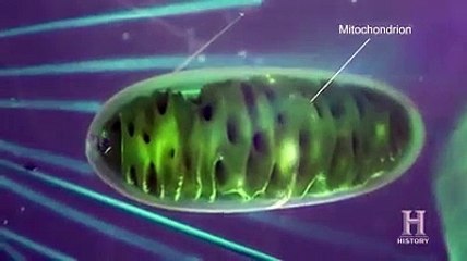 Did Jesus had Druze ancestry??