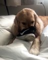 Dog Likes to Steal and Smell Shoes