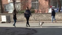 Çöp Kenarında Bulduğu Köpeği Okul Harçlıklarıyla Hayata Bağladı