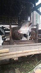 peternakan sapi perah