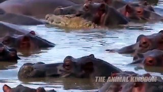 하마 vs 악어 리얼 전투!   Hippo vs Crocodile Real Fight!