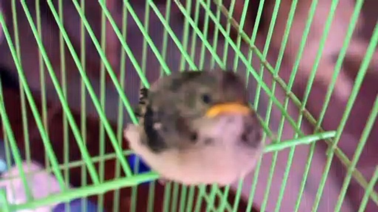animales 01-2019