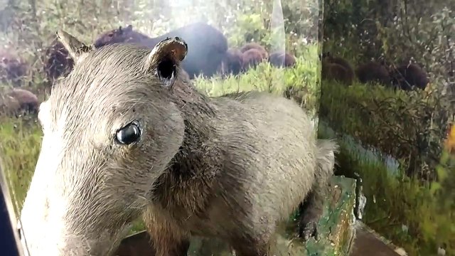 Nandankanan Zoological Park(Odia: ନନ୍ଦନକାନନ ଜୀବ ଉଦ୍ୟାନ) is a 400-hectare (990-acre) zoo and botanical garden in Bhubaneswar, Odisha, India. Established in 1960, it was opened to the public in 1979 and became the first zoo in India to join World Associatio