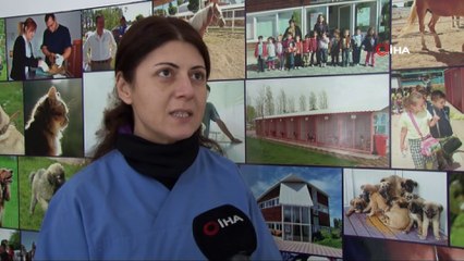 Veteriner hekim Melike Gümgümcü: 'Toksoplazma kedinizden vazgeçmeniz için sebep değil'