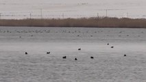 Van Gölü Havzası Su Kuşlarıyla Cıvıl Cıvıl