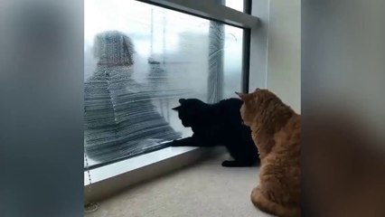 Deux chats jouent avec le laveur de vitres !