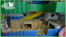 ROOM TOUR JAULA CYC DE COBAYAS DE 3 PISOS OCTUBRE 2018 | C&C GUINEA PIG CAGE TOUR