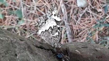 Great Banded Grayling (Brintesia circe) feeding on tree sap