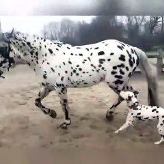 Ce chien dalmatien pense avoir retrouvé sa maman !
